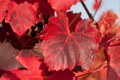 Autumnal background with vivid red-yellow wild grape leaves, autumn seasonal background with copy space.