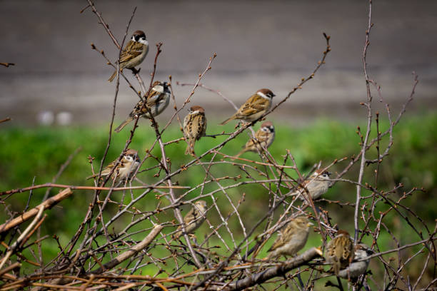 istock Sparrows on branches of bushes with blurred background. 934319000