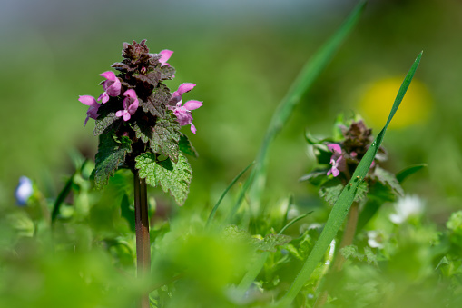 Close up of red dead-nettle (Lamium purpureum) with green blurred background.