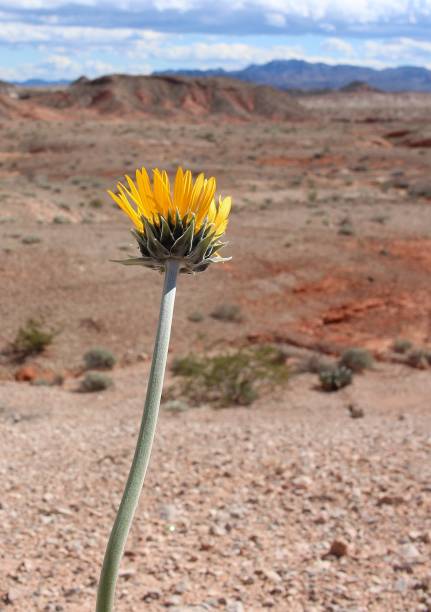 Yellow desert flower in the middle of Nevada landscape Sweeping desert mountain views adorned by solitary yellow desert flowers and cactus marie puddu stock pictures, royalty-free photos & images