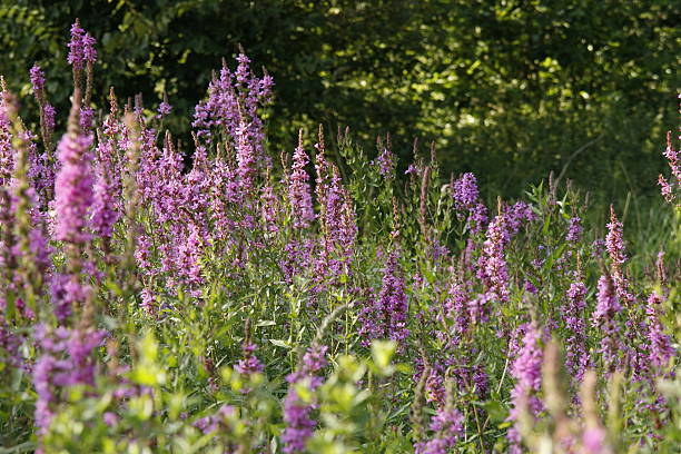 Purple  Flowers . stock photo