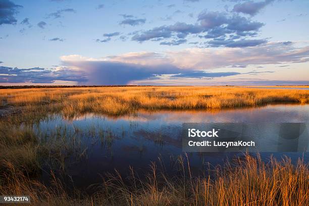 Etoscha Ground Caribou Stockfoto und mehr Bilder von Afrika - Afrika, Baum, Etoscha-Nationalpark