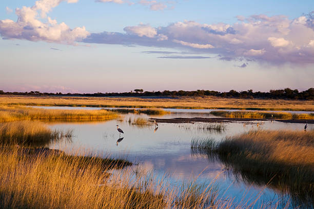 etoscha landschaft - gray heron foto e immagini stock