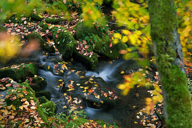 Autumn creek scene stock photo