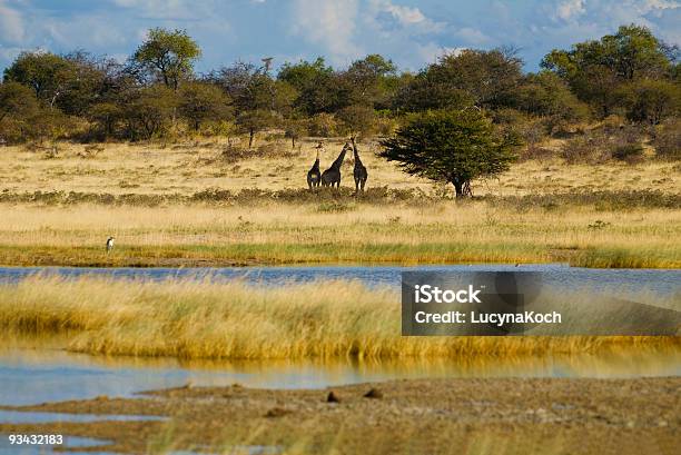 Photo libre de droit de Landschaft Detosha banque d'images et plus d'images libres de droit de Afrique - Afrique, Animaux à l'état sauvage, Arbre