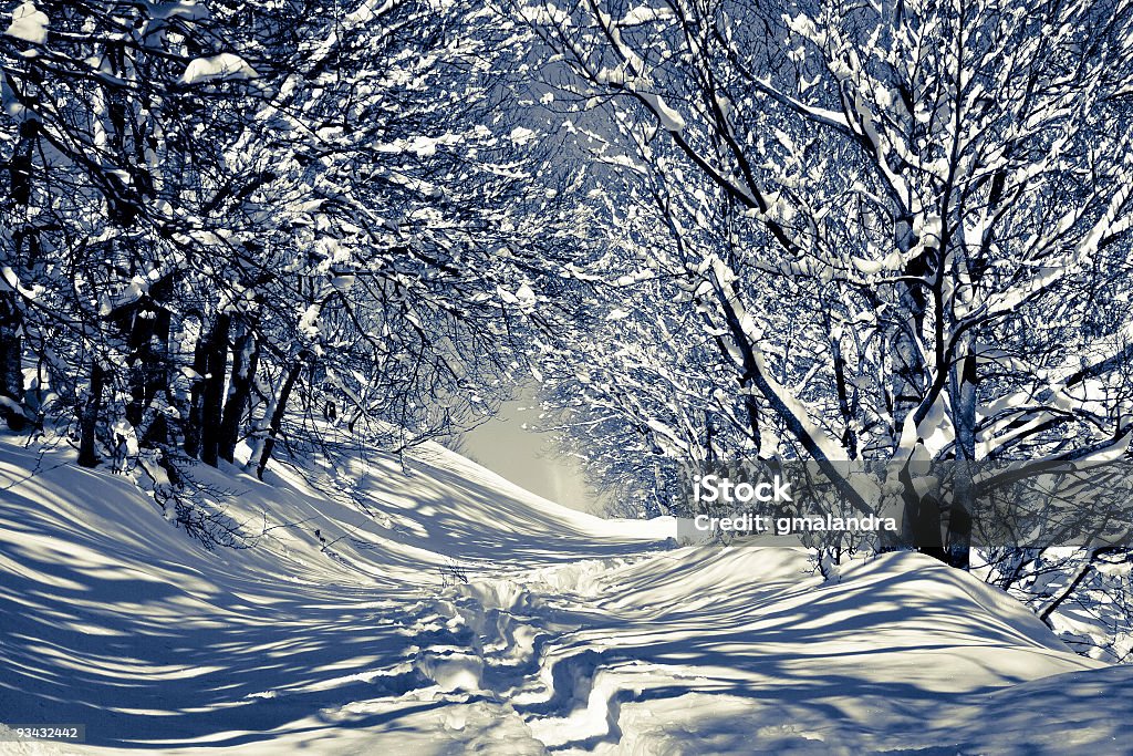 Forêt d'hiver en noir et blanc - Photo de Arbre libre de droits