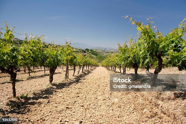 Photo libre de droit de Vineyard banque d'images et plus d'images libres de droit de Vignoble - Vignoble, Abruzzes, Agriculture