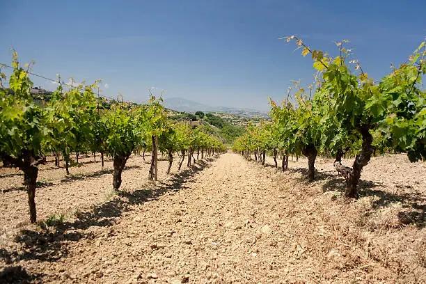 A view of a vineyard in Abruzzo, Italy