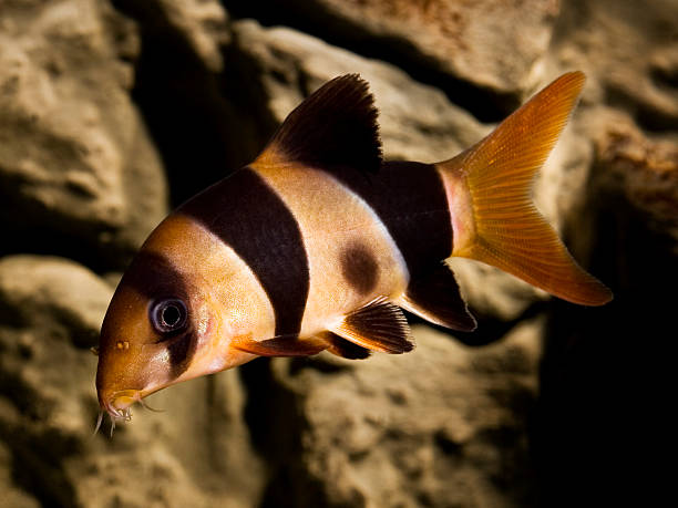 Clown Loach Fish - Botia Macracantha stock photo