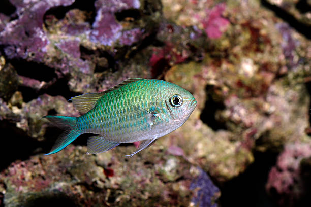 colorful fish - chromis viridis stock photo