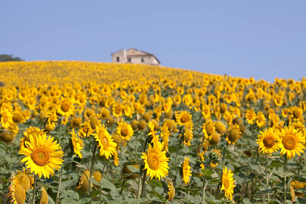istock Italian sunflower field 93432872