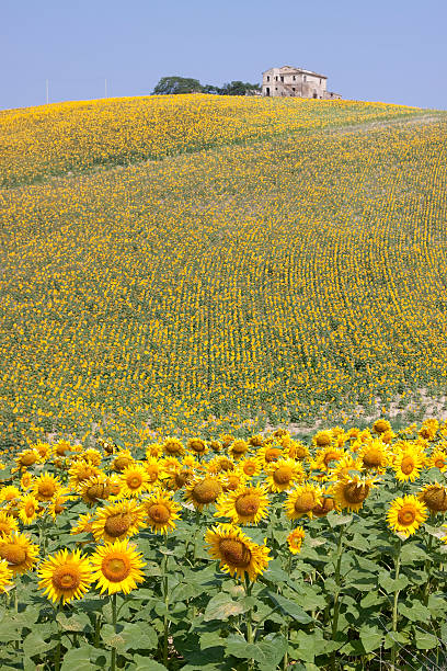 istock Italian sunflower field 93432884