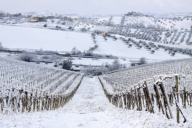 A wine vineyard covered in winter snow A morning snowfall on a vineyard in Abruzzi, Italy abruzzi photos stock pictures, royalty-free photos & images