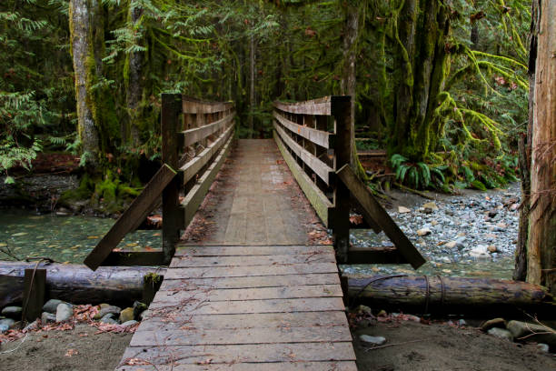istock British Columbia Bridge in Woodland Forest 934332718