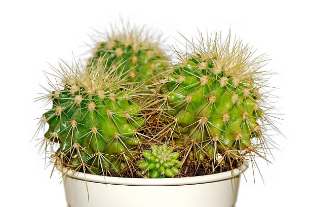 cactus in a white pot stock photo