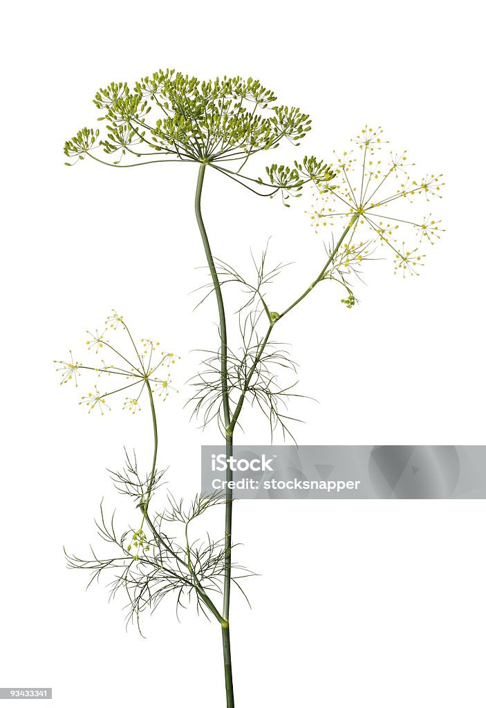 딜 (Dill, Anethum graveolens) - 로열티 프리 0명 스톡 사진