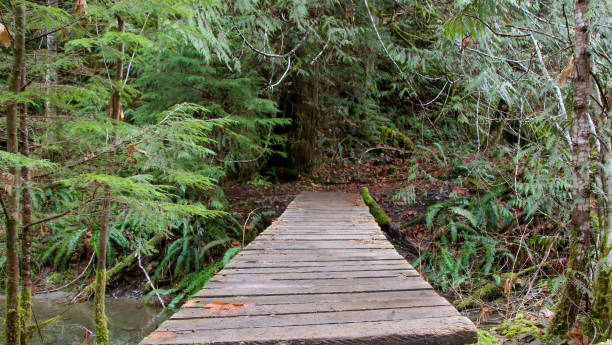 istock British Columbia Bridge in Woodland Forest 934334644