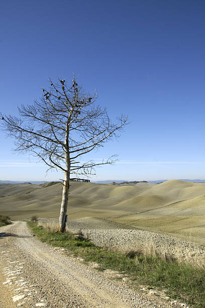 arbre - siena province photos et images de collection