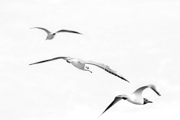 istock bird gull flying in the sky 934336768