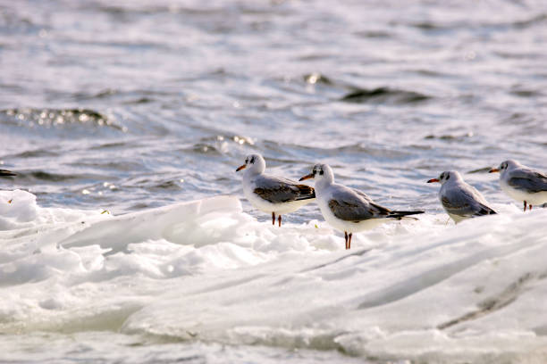 istock feathered seagulls floating on an ice floe along the river 934336838