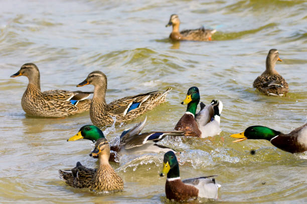 istock wild drake and ducks sailing along the river 934336978