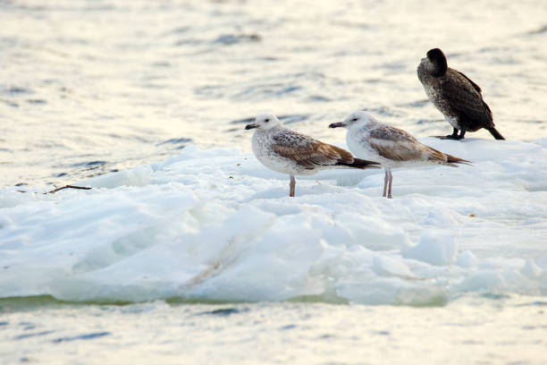 istock image of feathered seagulls floating on an ice floe along the river 934337076