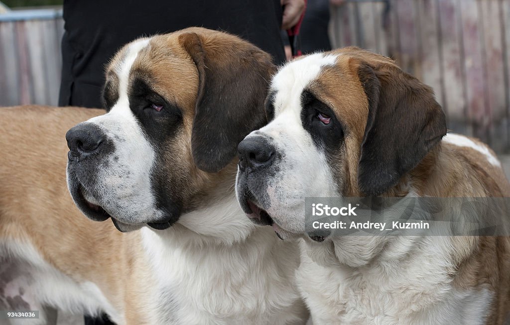 몇 순수혈통 st. bernard 멍멍이 - 로열티 프리 세인트버나드 스톡 사진