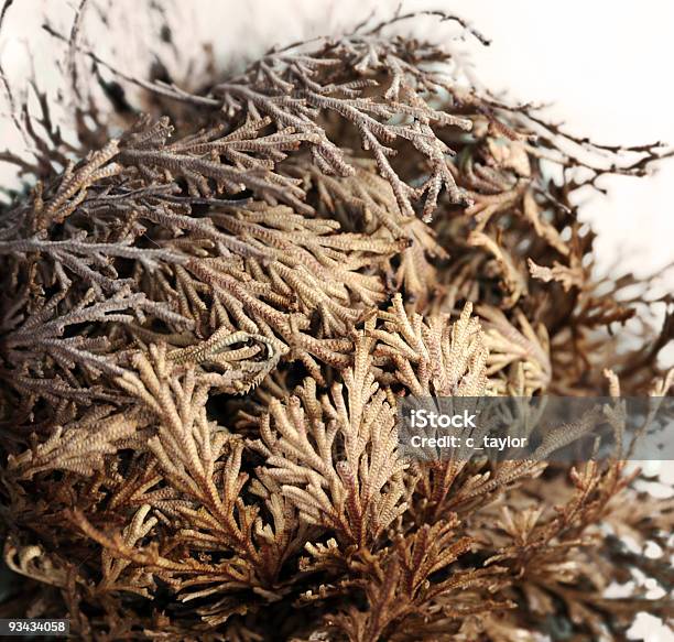 Rosa De Jericó - Fotografias de stock e mais imagens de Jericó - Jericó, Artigo de Decoração, Castanho