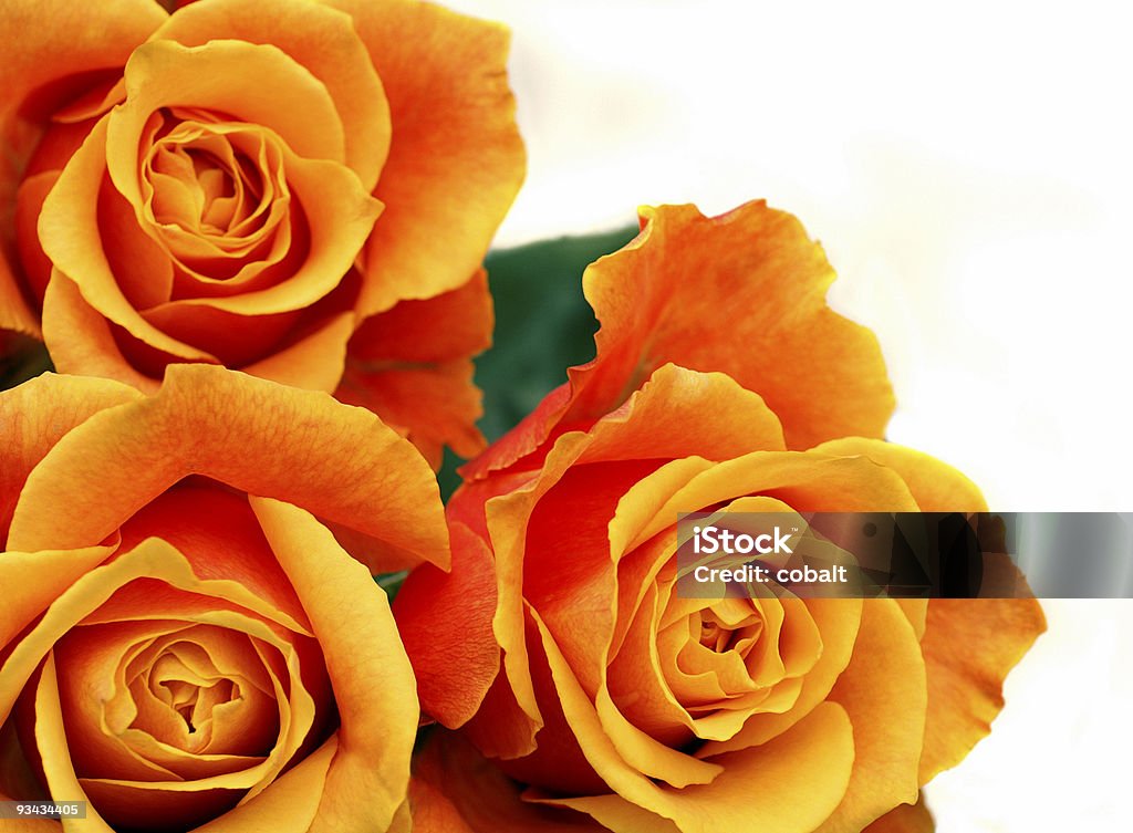 Rosas cor-de-laranja - Foto de stock de Amarelo royalty-free