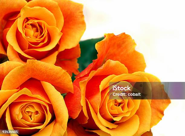 Foto de Rosas Cordelaranja e mais fotos de stock de Amarelo - Amarelo, Arranjo de Flores, Brilhante - Luminosidade