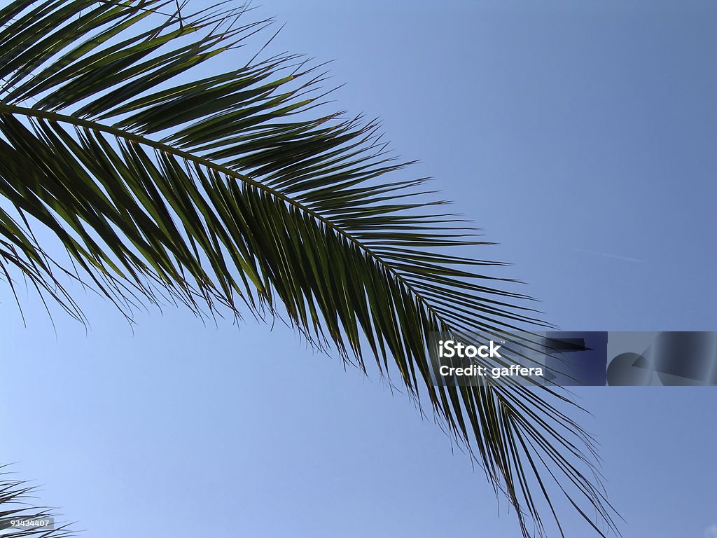 Hoja de palmera - Foto de stock de Abstracto libre de derechos