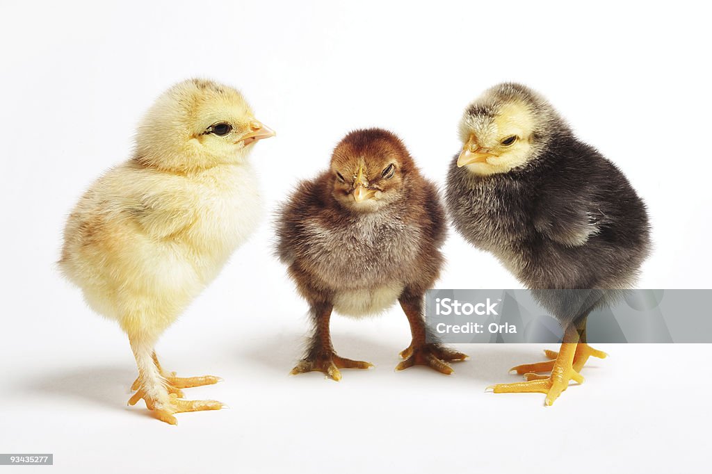 Las gallinas reuniones - Foto de stock de Amistad libre de derechos