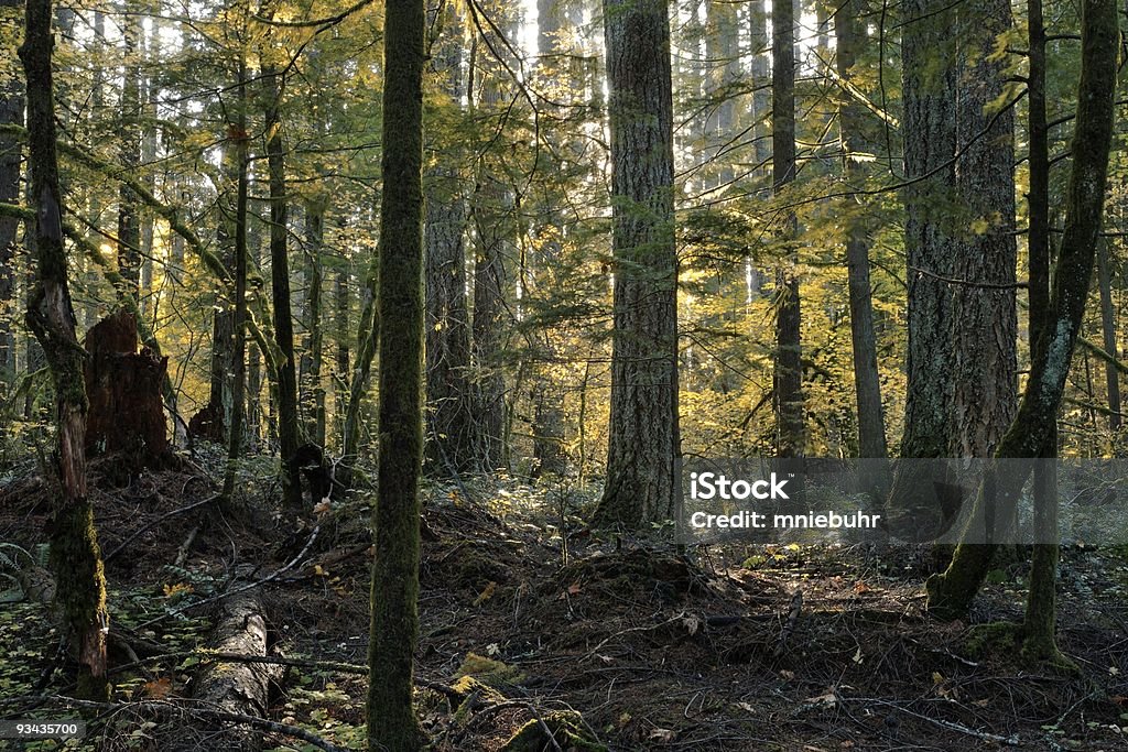 Floresta primária diversidade-cair temporada - Royalty-free Abeto de Douglas Foto de stock