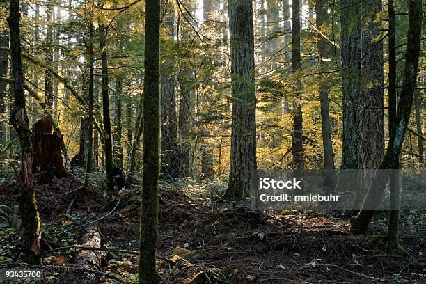 Floresta Primária Diversidadecair Temporada - Fotografias de stock e mais imagens de Abeto de Douglas - Abeto de Douglas, Mata, Abeto