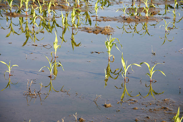 Water Damaged Corn stock photo