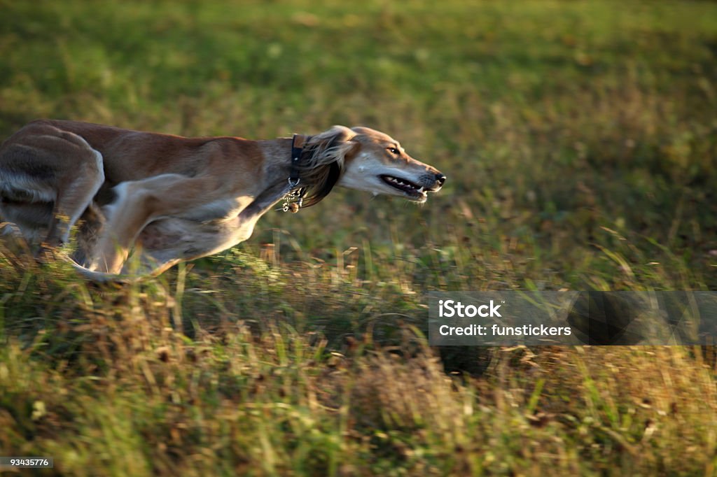 Galgo na Conduta - Royalty-free Amizade Foto de stock