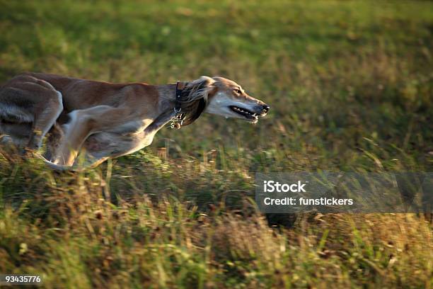 Galgo Na Conduta - Fotografias de stock e mais imagens de Amizade - Amizade, Animais caçando, Brincar