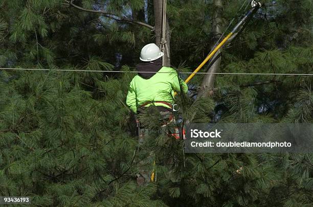 Trimming Pines Stock Photo - Download Image Now - Tree, Power Cable, Cable