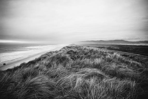 istock Oregon Coast weeds in the wind 934366234