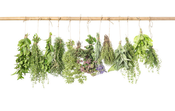 istock Fresh herbs white background Thyme basil rosemary sage mint 934366850