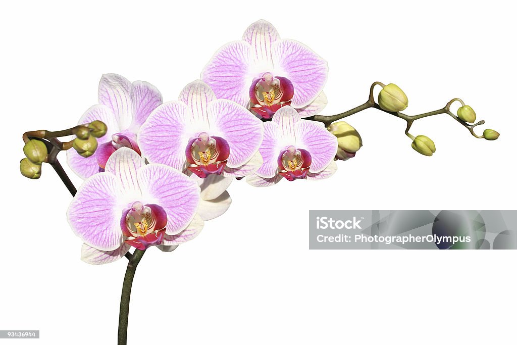 Orquídeas Rosa isolado no branco - Royalty-free Branco Foto de stock