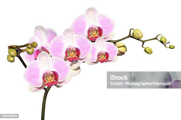 Orquídeas Rosa Isolado No Branco - Fotografias de stock e mais imagens de Branco - Branco, Cabeça de Flor, Cor de rosa