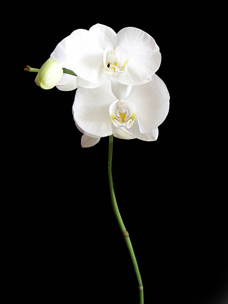 Orchidee bianche su nero - foto stock