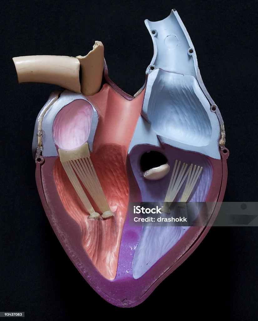 내부 심장 - 로열티 프리 3차원 형태 스톡 사진