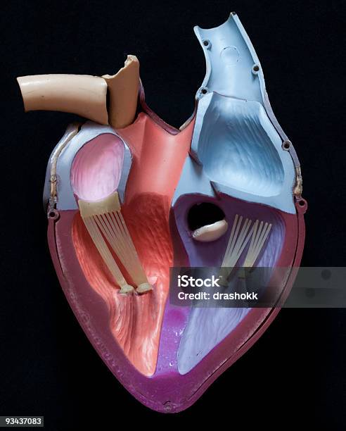 내부 심장 3차원 형태에 대한 스톡 사진 및 기타 이미지 - 3차원 형태, 건강관리와 의술, 교육