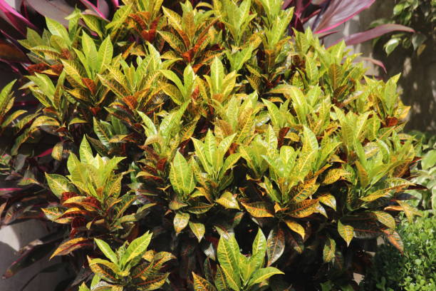 lozano - fence formal garden gardening ornamental garden fotografías e imágenes de stock