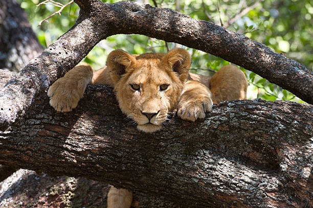 istock Young lioness taking rest on the tree in Serengeti 93437305