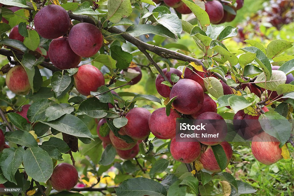 Äpfel auf einem Ast - Lizenzfrei Apfel Stock-Foto