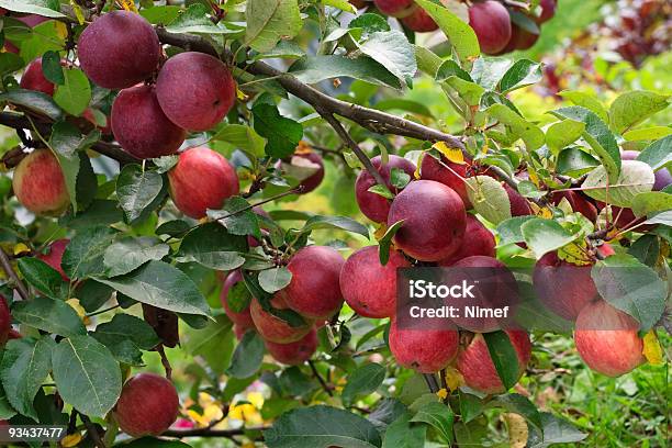 Äpfel Auf Einem Ast Stockfoto und mehr Bilder von Apfel - Apfel, Apfelgarten, Baum