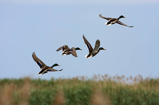 istock Flock of wild ducks taking wing, Randu plavas, Latvia 93437560